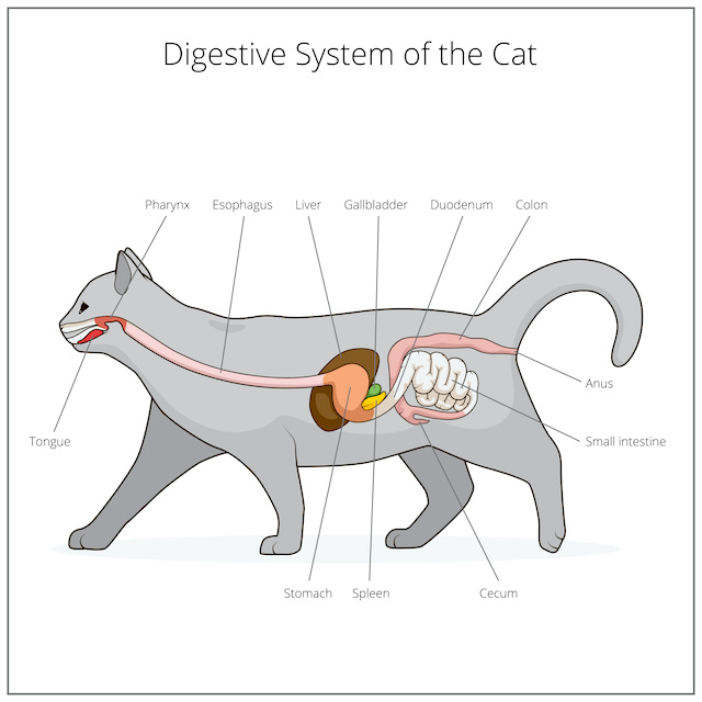 Pancreatitis in Cats a silent killer AnimalBiome